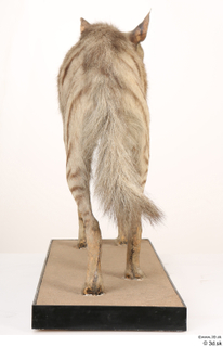 Striped Hyena Hyaena hyaena whole body 0007.jpg